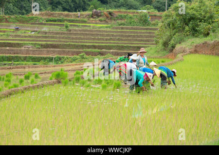 women working transplanting rice Khau Pha Pass Vietnam Stock Photo