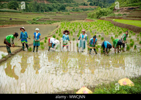 women working transplanting rice Khau Pha Pass Vietnam Stock Photo