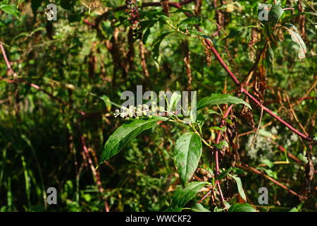 Young Berries on Poke Weed Stock Photo