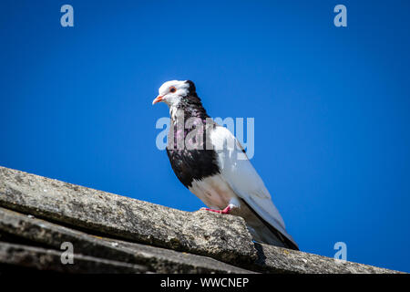 Ganselkröpfer pigeon sitting on a roof, endangered pigeon breed from Austria Stock Photo