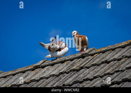 Two Ganselkröpfer pigeons sitting on a roof, endangered pigeon breed from Austria Stock Photo