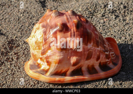 Seashell of Cassis Cornuta, the Horned Helmet isolated on dark sand. Cypraecassis rufa (the bullmouth shell, red helmet shell or cameo shell). Stock Photo
