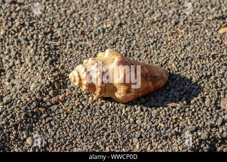 Sea shell isolated on a small dark stone background. Conch on pebbles stone texture. Shell, sand isolated on pebbles. Fossil shell on the sand beach. Stock Photo