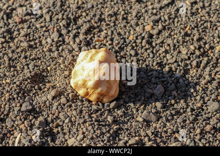Sea shell isolated on a small dark stone background. Conch on pebbles stone texture. Shell, sand isolated on pebbles. Fossil shell on the sand beach. Stock Photo