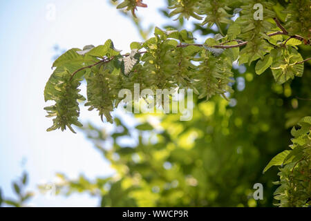 Close up shoot of leaves of Pterocarya stenoptera (chinese wingnut) tree. Stock Photo