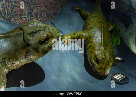 Lampang, Thailand - Sep 10, 2019:  a fossil of Sclerocephalus at Lampang Fossil Geology and Natural science Museum. High resolution image gallery. Stock Photo