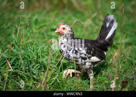 Stoapiperl/ Steinhendl, young rooster - a critically endangered chicken breed from Austria Stock Photo
