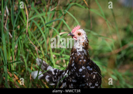Stoapiperl/ Steinhendl, black white motley hen - a critically endangered chicken breed from Austria Stock Photo