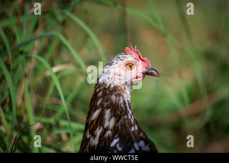 Stoapiperl/ Steinhendl, black white motley hen - a critically endangered chicken breed from Austria Stock Photo