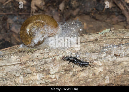 A ground beetle larva attacking a snail. Stock Photo