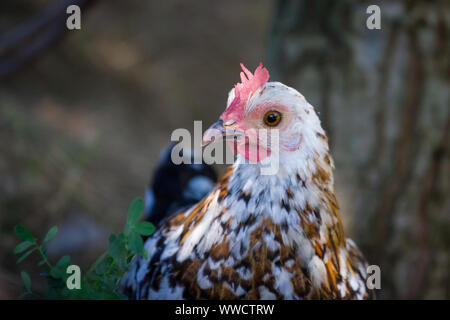 Stoapiperl/ Steinhendl, mottled hen - a critically endangered chicken breed from Austria Stock Photo