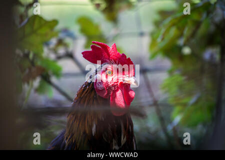 Stoapiperl/ Steinhendl, rooster hiding in a tree - a critically endangered chicken breed from Austria Stock Photo