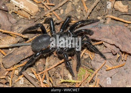 Close-up of a large spider in Alabama, USA. Stock Photo