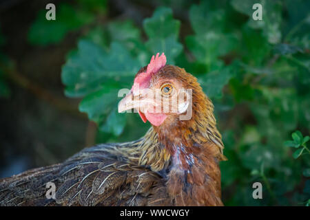 Stoapiperl/ Steinhendl, brown hen - a critically endangered chicken breed from Austria Stock Photo