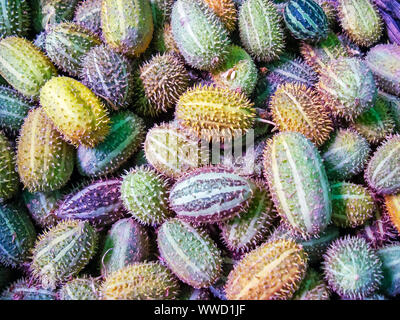 African wild cucumber Cucumis africanus tropical plant. Stock Photo