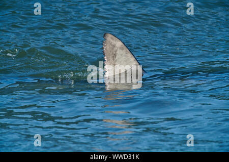 Blue Shark (Prionace glauca) in surf close to beach, Cherry Hill Beach, Nova Scotia, Canada