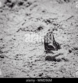 The Woodlands TX USA - 03-26-2019  -  Butterfly on a Sand Bank in B&W Stock Photo