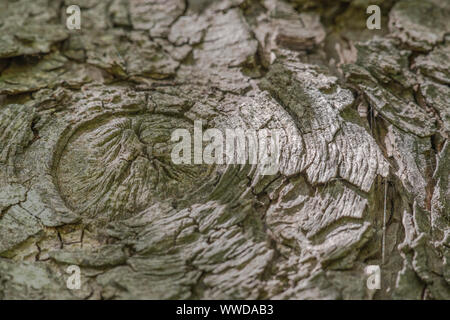 Close-up shot of tree bark texture, for possible use as a background texture. Stock Photo