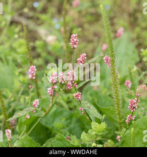 Pink clustered flowers of Redshank / Polygonum periscaria syn. Persicaria maculosa. Common agricultural weed once used as medicinal plant in herbalism Stock Photo