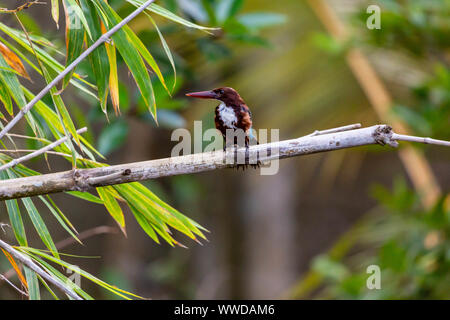 Malaysian White-throated kingfisher,Halcyon smyrnensis, perched on a bamboo branch vantage point looking to the side Stock Photo