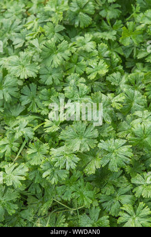 Leaves of Dove's-foot Crane's-bill / Dovefoot Geranium / Geranium molle in field. Medicinal plant used in herbal remedies. Patch of weeds, weed patch. Stock Photo