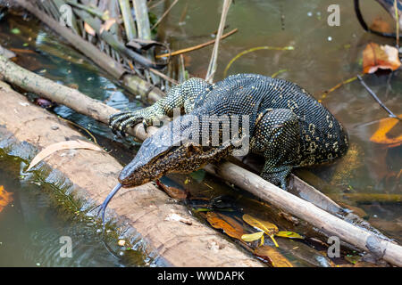 Large Malayan Water Monitor or Rice Lizard, Varanus salvator, out of water onto a tree trunk with its forked tongue flicking in Bangkok, Asia Stock Photo