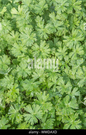Leaves of Dove's-foot Crane's-bill / Dovefoot Geranium / Geranium molle in field. Medicinal plant used in herbal remedies. Patch of weeds, weed patch. Stock Photo