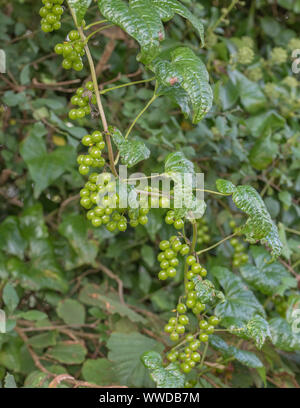 Unripe green poisonous berries of Black Bryony - Tamus communis / Dioscorea communis in a UK hedgerow. Stock Photo
