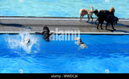 dog proof swimming pools