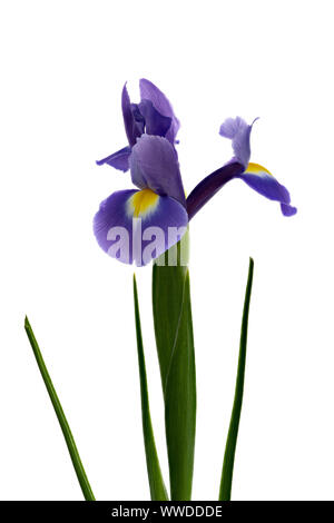 Premium Photo  Single blue iris flower isolated on white
