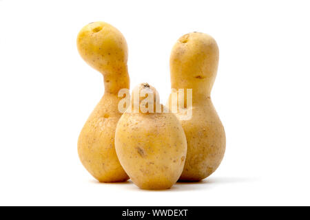 Weird shaped potatoes (Solanum tuberosum) on a white background Stock Photo