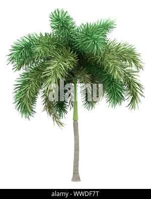 Wodyetia (Foxtail Palm). Palm tree isolated on white background Stock