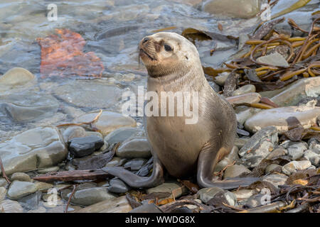 Southern Sea Lion yearling pup Stock Photo