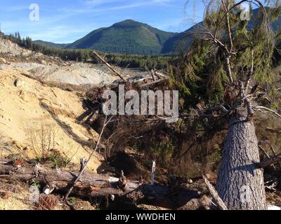 Hemlock trees knocked down by the 2014 Oso Landslide, North Fork Stillaguamish River Valley, Snohomish County, Washington, USA Stock Photo