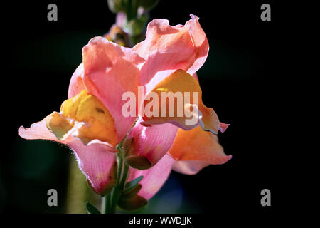 Colourful macro shot of orange and pink  snapdragon (Antirrhinum majus) flowers in bright sunshine with a black background Stock Photo