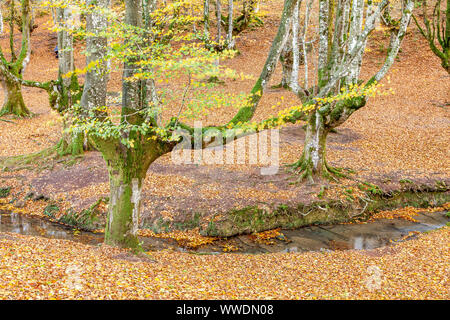 Beech trees forest of Otzarreta, Natural Park of Gorbeia, Vizcaya, Spain Stock Photo