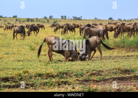 Wildebeast fighting in the Masai Mara National Park Stock Photo