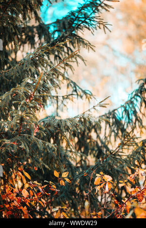 Photo branches of spruce, on background of orange trees in autumn afternoon, blurred background. Stock Photo