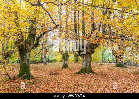 Presazelai beech tree grove, Otxandio, Vizcaya, Spain Stock Photo