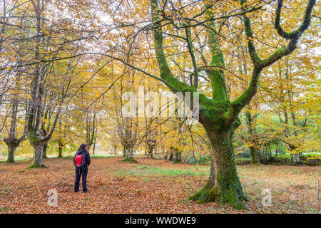 Presazelai beech tree grove, Otxandio, Vizcaya, Spain Stock Photo