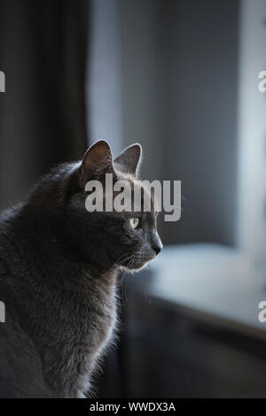 Profile of domestic short-haired grey cat Stock Photo