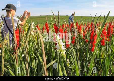 Münsterland, North Rhine-Westphalia, Germany, 15th Sep 2019. field. A young boy selects Gladiolus flowers in a 'pic your own and pay as you go' field by a farm, a common practice in the countryside. Warm sunshine with temperatures around 24 degrees concludes a sunny autumnal weekend across the region. Credit: Imageplotter/Alamy Live News Stock Photo