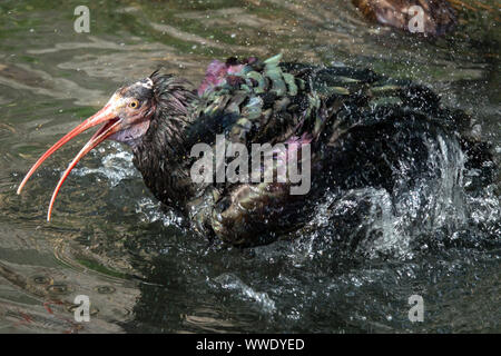Ibis Geronticus eremita, a bird, enjoys a water bath on a hot summer day. Stock Photo