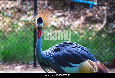 West african crowned crane in The zoo Thailand for beautiful show Stock Photo