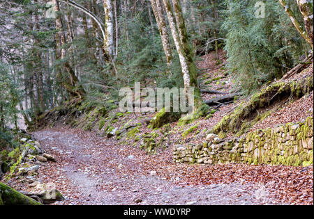 road through the autumn forest covered with leaves and moss on the stones Stock Photo