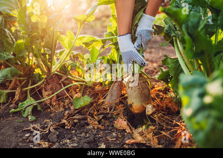 Farmer pulling beetroot out of soil. Autumn harvesting. Picking vegetables. Stock Photo