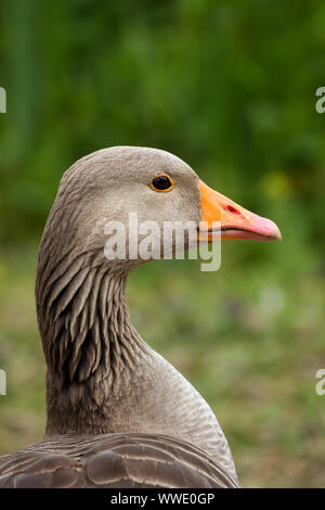 Wild Greylag Goose (Anser anser) closeup showing head, neck and orange beak, England, UK Stock Photo