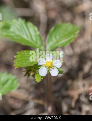 Close up of Wild Strawberry Fragaria vesca flower Stock Photo - Alamy