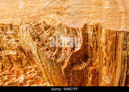 Drank an old tree. An Apple. Wood processing. Texture. Stock Photo