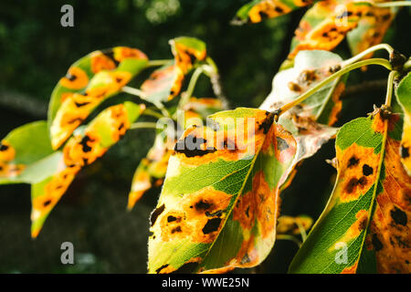 Red spots on the pear leaves. The tree is sick with a fungus Stock Photo